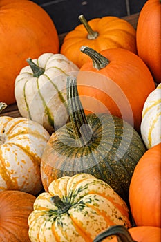 Many Pumpkins background