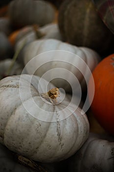 many pumpkins of different sizes and colors of orange gray and yellow green