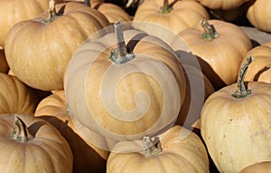 Many pumpkins in the garden