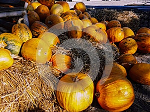 Many pumpkins lie in the hay