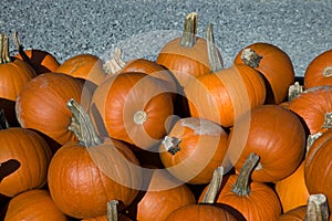 Many pumpkins at the market thanksgiving or halloween season orange squash