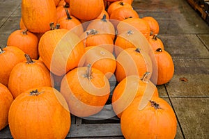 Many pumpkins for sale for Halloween. Background for celebration