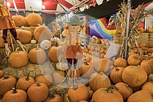 Many Pumpkins selling at a pumpkin patch