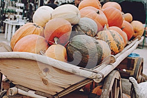 Many pumpkins in wooden cart. Various pumpkins background. Harvest, Halloween or Thanksgiving day concept