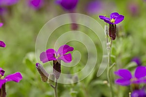 Many purple Aubrieta cultorum flowers