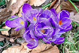 Many purple crocuses in bloom