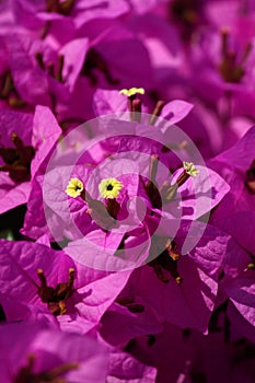 Many purple flowers blurred background