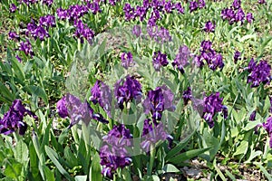 Many purple flowers of dwarf irises