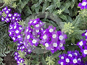 many purple flowers with yellowish white interior