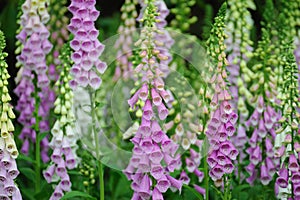 Many purple foxglove flowers