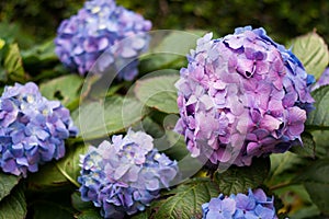 Many purple hydrangea flowers growing in the garden, floral back