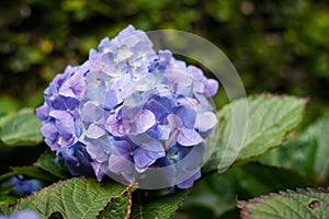 Many purple hydrangea flowers growing in the garden, floral back