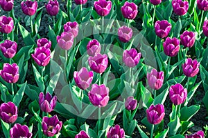 Many purple tulips blooming and flowering on spring flower garden