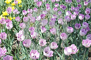 Many purple tulips in park. Macro photo of violet tulips. Spring blossom. Lilac flowers after rain with rain drops