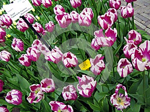 Many purple white tulips, beautiful flower bed, floral background.