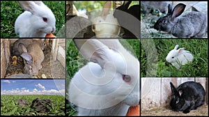 Many rabbits on the farm, breeding rabbits