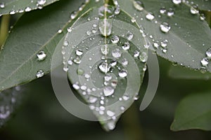 Raindrops on the leaves