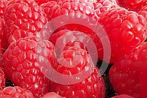 many raspberries background texture, pink red raspberries close up, macro focus bracketling, rubus idaeus