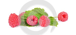 Many raspberries with leaves white background