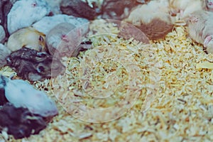 Many rats are sleeping, resting and eating