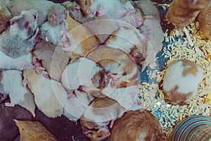 Many rats are sleeping, resting and eating