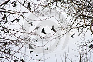 Many ravens winter in the midst of fields and trees