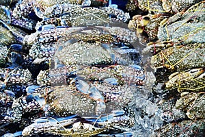 Many raw blue manna crab