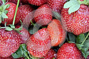 Many raw red Strawberry