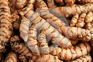 Many raw turmeric rhizomes as background, closeup