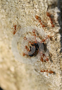 Many red antFormicidae attack another insect for food.