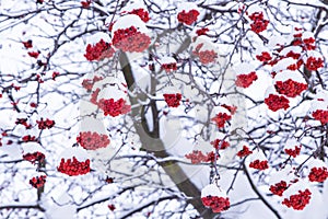Many red ashberry rowan berries closeup covered in snow on tree branch in winter