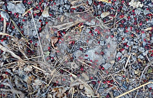 Many red beetles on the ground