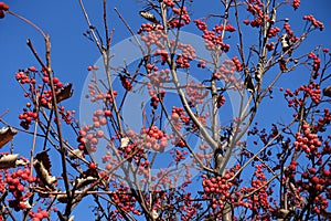 Many red berries on bare branches of whitebeam against blue sky