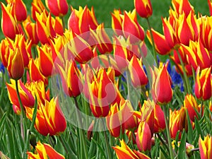 Many red blooming Tulips with sharp petals Aladin kind, and yellow edges. Tulip field.  Beautiful spring flower.