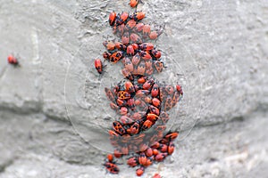 Many red bugs on the foundation of the house