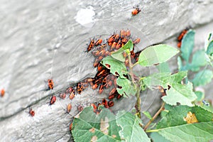 Many red bugs on the foundation of the house