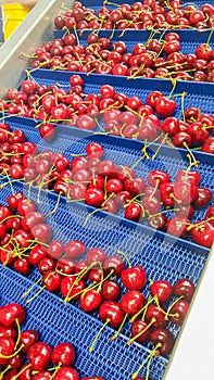 Red cherries in packhouse in New Zealand photo