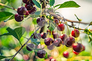 Many red cherry with branch on tree