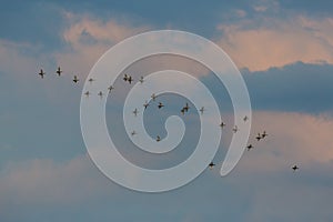 Many red-crested pochards ducks netta rufina in flight