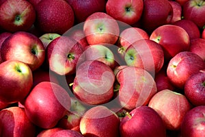 Eine menge aus exzellent saftig Äpfel im herbst die sonne nach apfel Ernte Süd Tirol a Texturen 