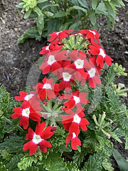 many red flowers with yellowish white interior