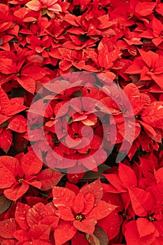 Many Red Freedom Jingle Bells Poinsettia Flower, With Star-shaped Red Leaves, Christmas photo