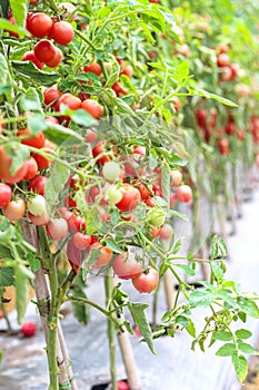 Many red and green tomatoes hanging on tree in vegetables farm