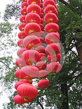 Many red lanterns hang on tree