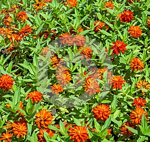 Many red orange Zinnia elegans or common zinnia flowers view from above