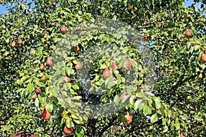 Many red pear fruit on the branches