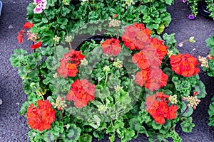 Many red Pelargonium flowers commonly known as geraniums, pelargoniums or storksbills and blurred fresh green leaves in small ga