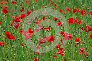 Many red poppies in a field a cloudy sommer day