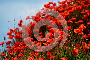 Many red poppies on a sloping hill under a blue sky