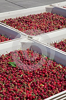 Many red ripe cherries in a bin ready to be packaged for sale